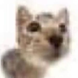 Meet your Posher, Dani